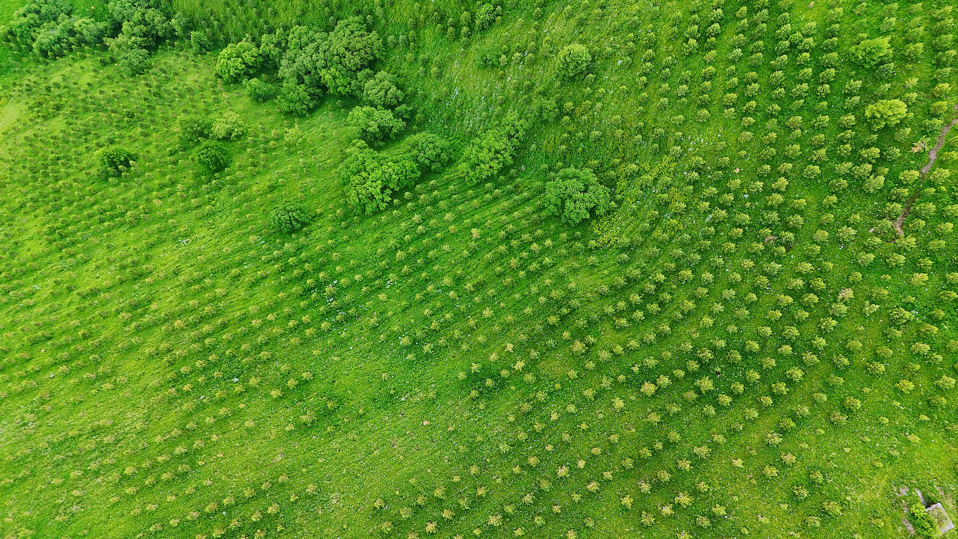 成全免费高清完整版电视剧